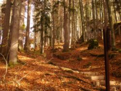2013-10-25_Baumgartenscheidt (38).JPG